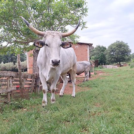 Ranch Radin Bed and Breakfast Brtonigla Buitenkant foto